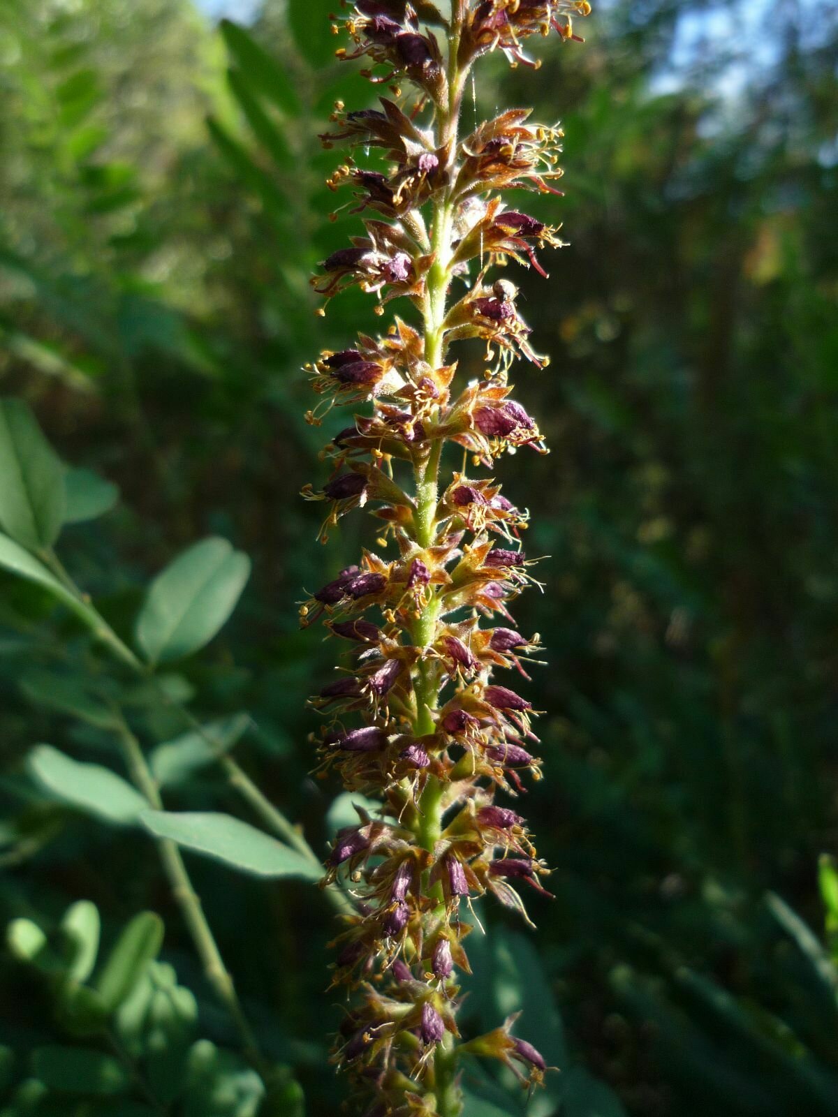 High Resolution Amorpha californica Flower